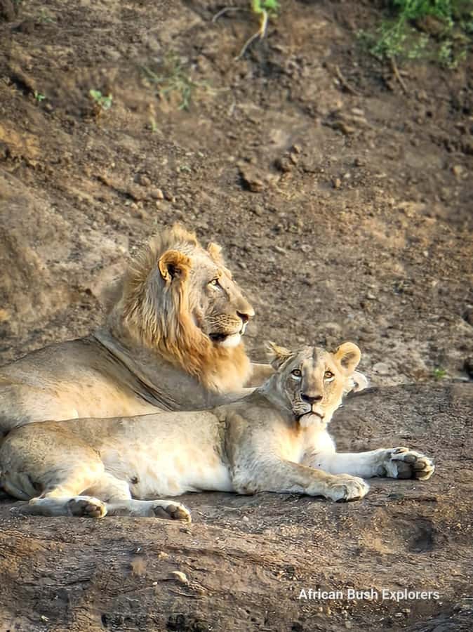 Nairobi: National Park Guided Game Drive For 5 Hours - Practical advice for a smoother outing