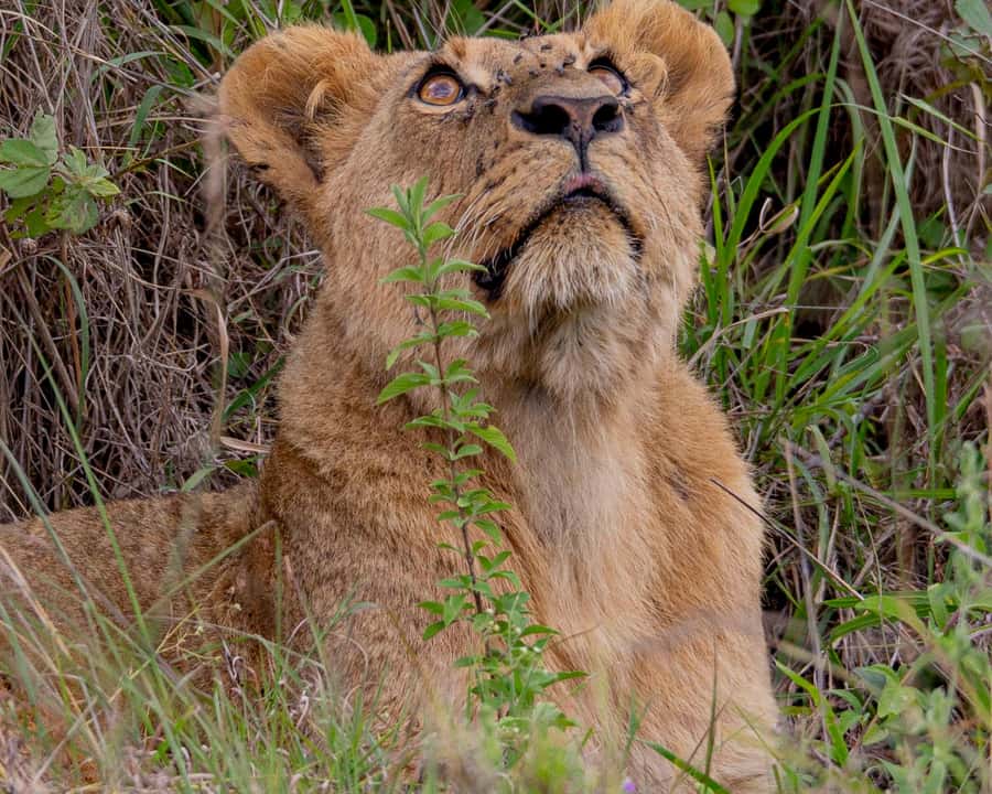 Nairobi: National Park Guided Game Drive - A short transfer, then the park gate