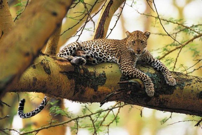 Nairobi National Park Guided Half Day Tour Game Drive- FREE WIFI - Nairobi National Park beside the city
