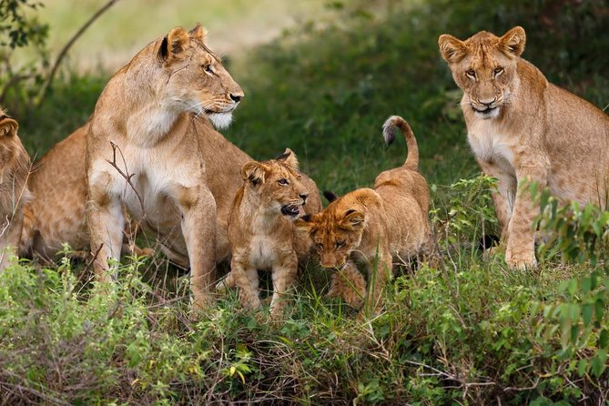 Nairobi National Park Guided Half Day Tour Game Drive- FREE WIFI - Four hours searching for Nairobi’s wildlife