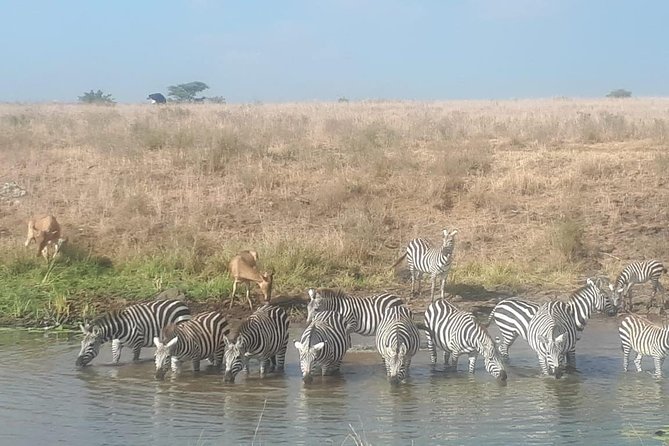 Nairobi National Park Guided Half Day Tour Game Drive- FREE WIFI - The Nairobi Animal Orphanage question