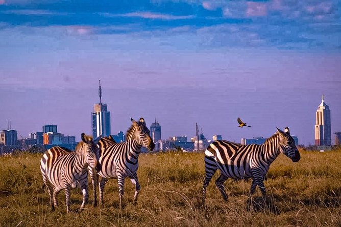 Nairobi National Park Guided Half Day Tour Game Drive- FREE WIFI - What the $52 price really covers