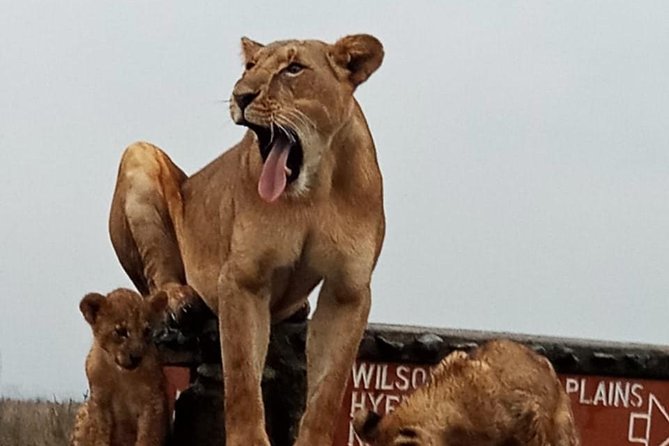 Nairobi National Park Guided Half Day Tour Game Drive- FREE WIFI - Comfort, timing, and practical choices