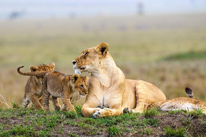 Nairobi National Park Guided Half Day Tour Game Drive- FREE WIFI - What the ratings tell you about the experience