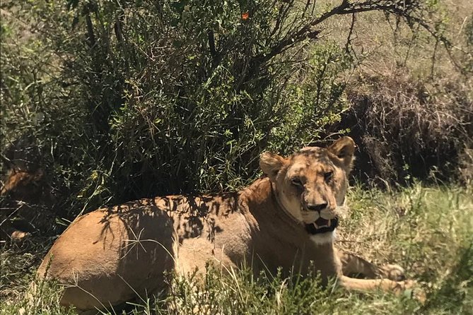 Nairobi National Park Guided Half Day Tour Game Drive- FREE WIFI - Who should book this Nairobi safari