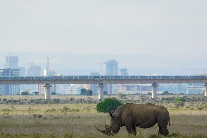 Nairobi National Park Guided Half Day Tour Game Drive- FREE WIFI - The morning pickup and ride into the park