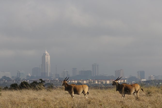 Nairobi National Park guided tour - What the four-hour game drive is really like