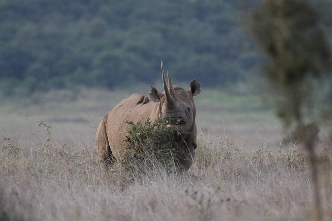 Nairobi National Park guided tour - Giraffes, lions, leopards, and the city skyline