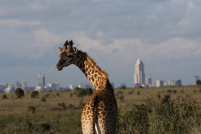 Nairobi National Park guided tour - Private transport and pickup from anywhere in Nairobi