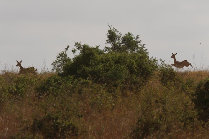 Nairobi National Park guided tour - What the price includes, and what it leaves out