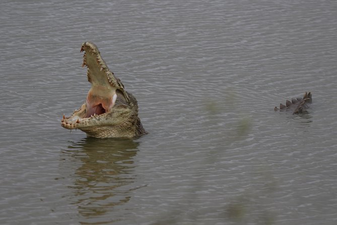 Nairobi National Park guided tour - How the guide can shape the outing