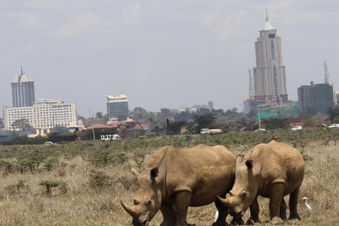 Nairobi National Park guided tour - Why rhinos are a central reason to go