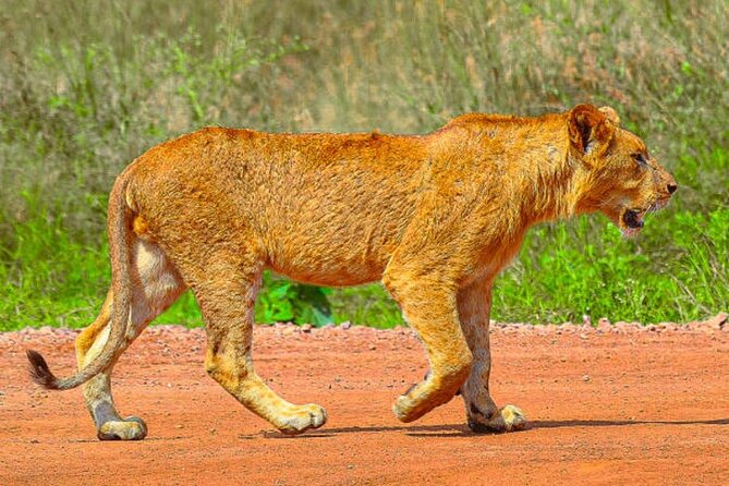 Nairobi National Park Half-Day Game Drive - Why Nairobi National Park is worth your time