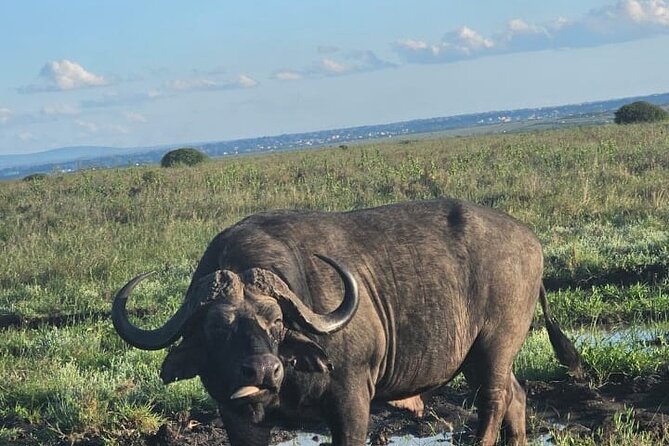 Nairobi National Park Half-Day Game Drive - Four hours of wildlife from an open roof