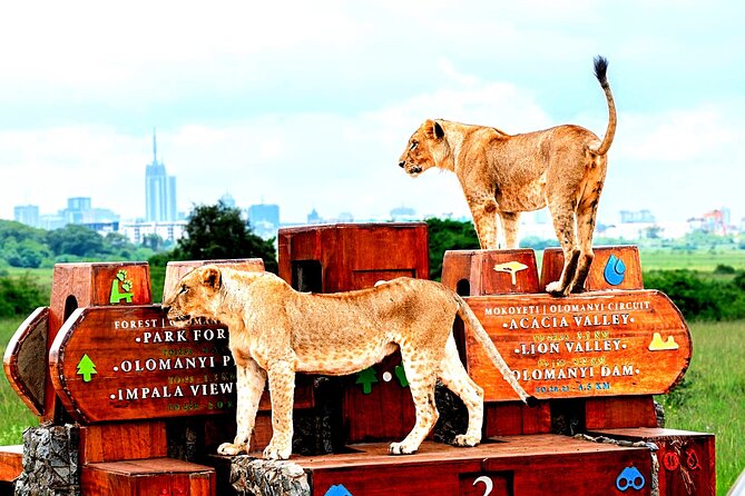 Nairobi National Park Half-Day Game Drive - The animals you may see