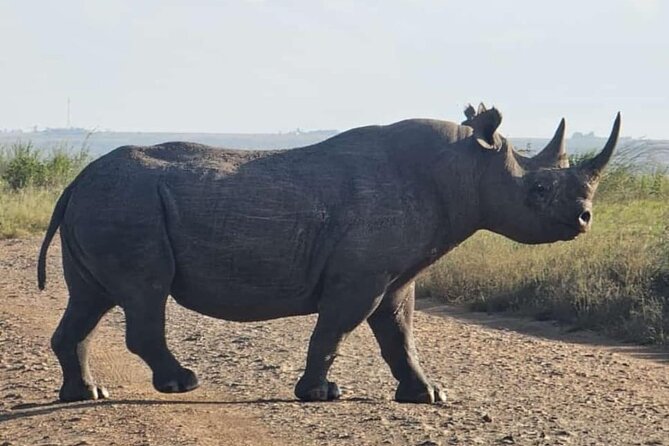 Nairobi National Park Half-Day Game Drive - Morning or afternoon: which departure suits you?