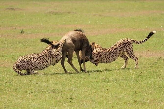 Nairobi National Park Half-Day Game Drive - Wi-Fi, photographs, and what to bring