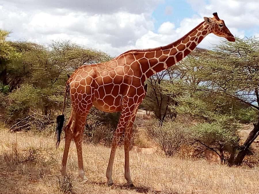 Nairobi National Park Half-Day Game Drive - What the price really means