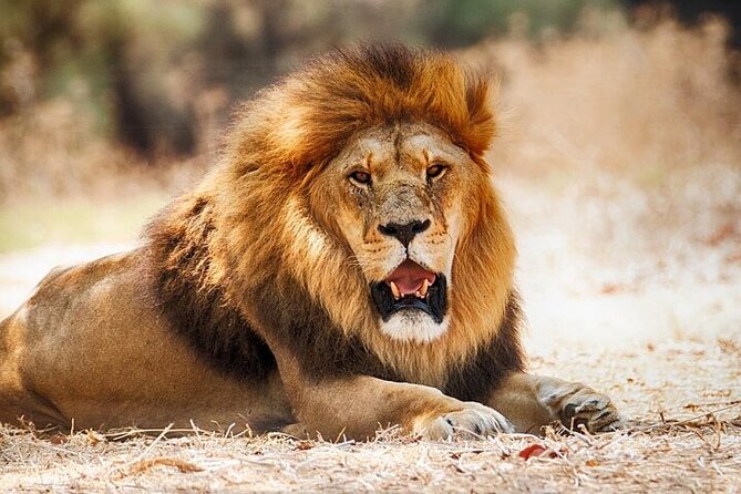 Nairobi National Park Half Day Game Drive Tour With Free WIFI - Why this short Nairobi safari works so well