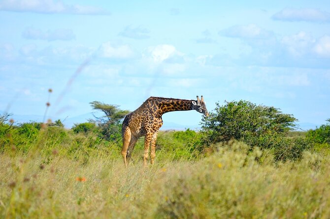 Nairobi National Park Half Day Game Drive Tour With Free WIFI - Morning or afternoon: choosing your game-drive time