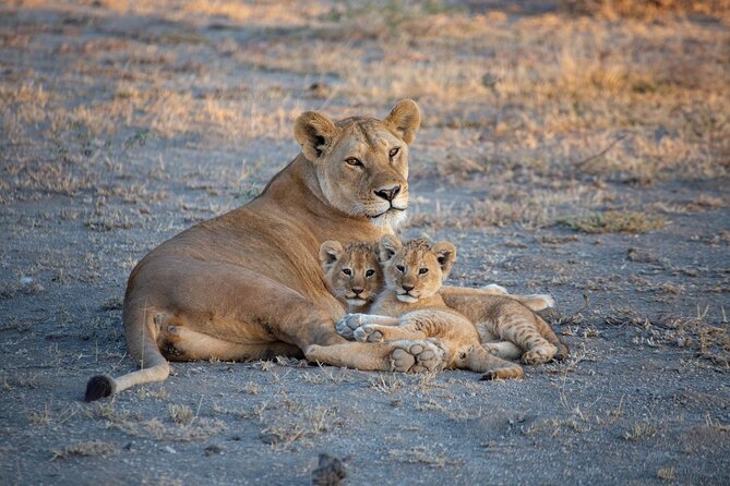 Nairobi National Park Half Day Game Drive Tour With Free WIFI - What the $41 price really covers
