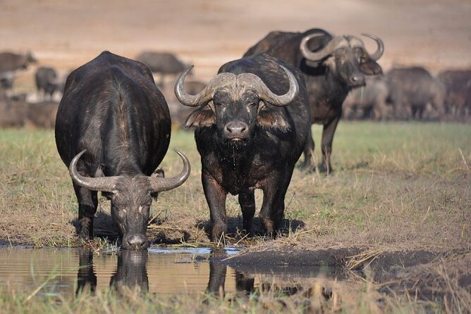 Nairobi National Park Half Day Game Drive Tour With Free WIFI - Hotel pickup and the short ride to the gate