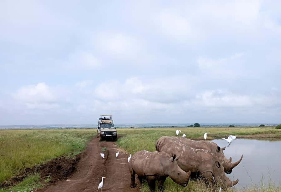 Nairobi National Park: Half-Day Group Tour with Pickup - Key points to know before booking