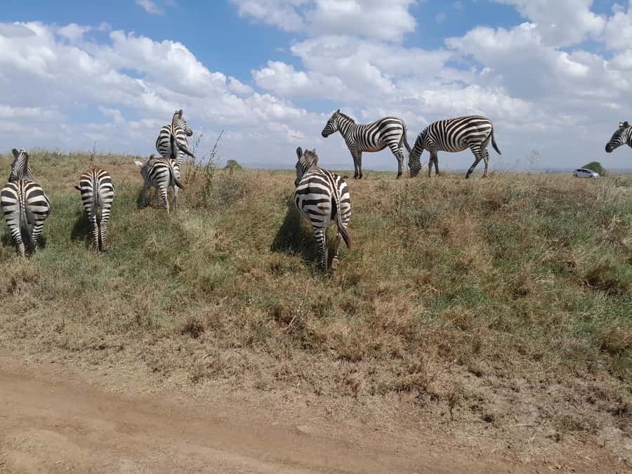Nairobi National Park: Half-Day Group Tour with Pickup - Four hours of game spotting