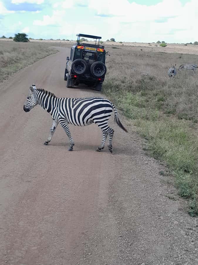 Nairobi National Park: Half-Day Group Tour with Pickup - What the $37 price really covers