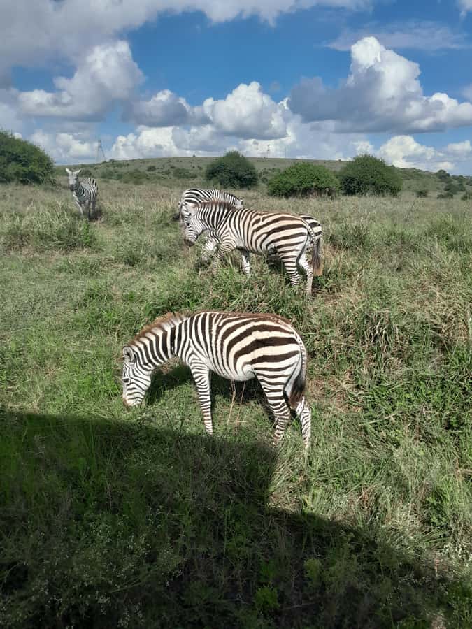 Nairobi National Park: Half-Day Group Tour with Pickup - Who should choose this half-day safari
