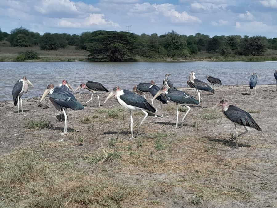 Nairobi National Park: Half-Day Group Tour with Pickup - Pickup from four Nairobi areas