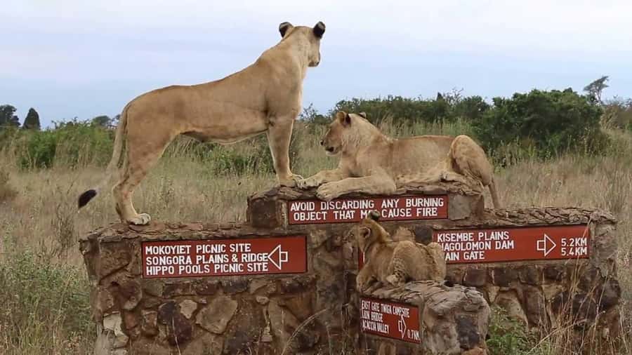 Nairobi National Park Half-Day Guided Game Drive With Pickup - What you can see inside Nairobi National Park