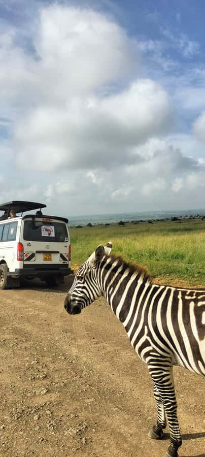 Nairobi National Park Half-Day Guided Game Drive With Pickup - Why the guide can make or break the outing