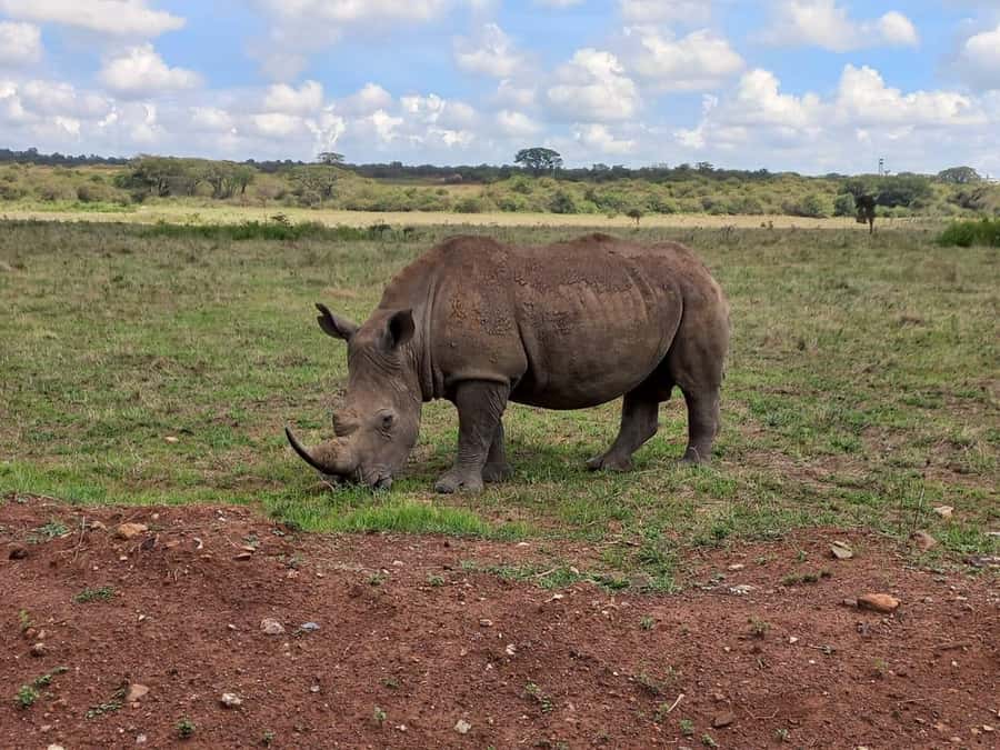 Nairobi National Park Half-Day Guided Game Drive With Pickup - The craft stop, and why you may want to skip it