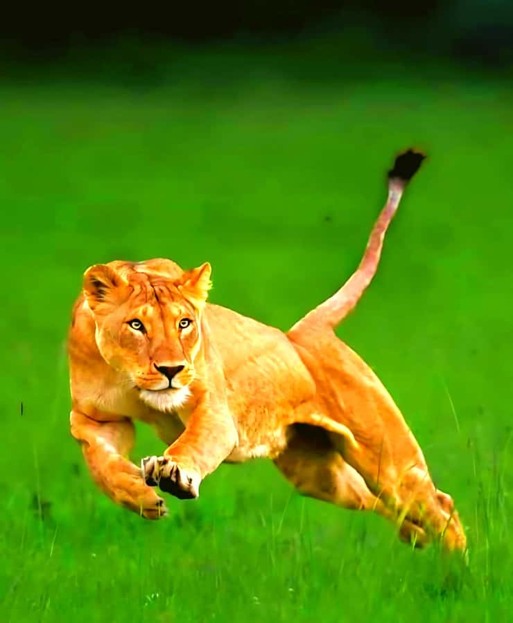 Nairobi National Park Half-Day Guided Game Drive With Pickup - Is $42 a good value once park fees are added?