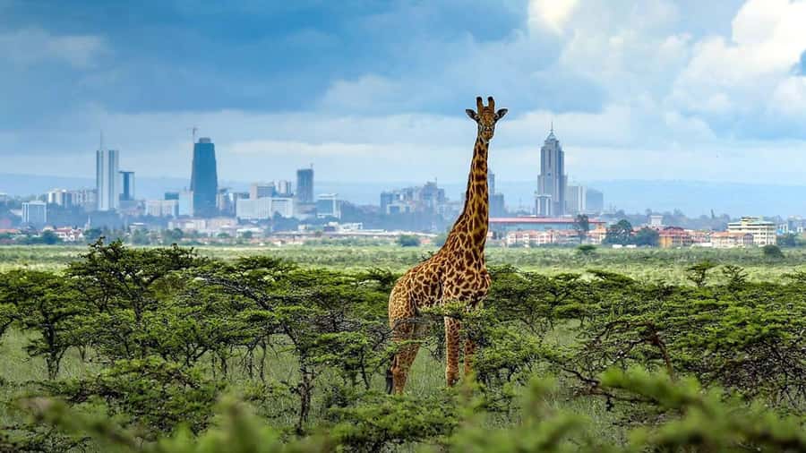 Nairobi National Park Half-Day Guided Game Drive With Pickup - Timing, comfort, and practical details