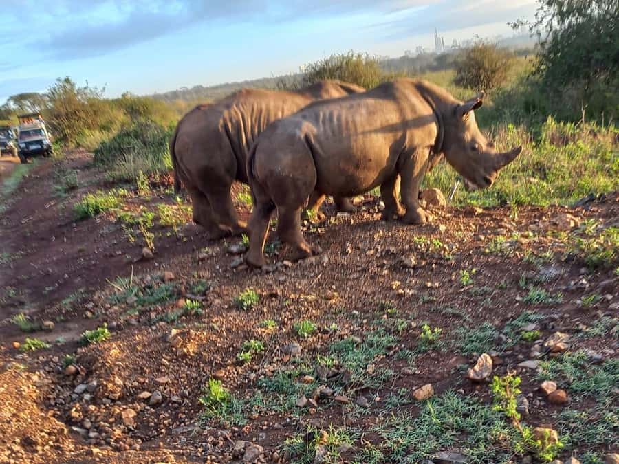 Nairobi National Park Half-Day Guided Game Drive With Pickup - Should you book the Nairobi National Park game drive?
