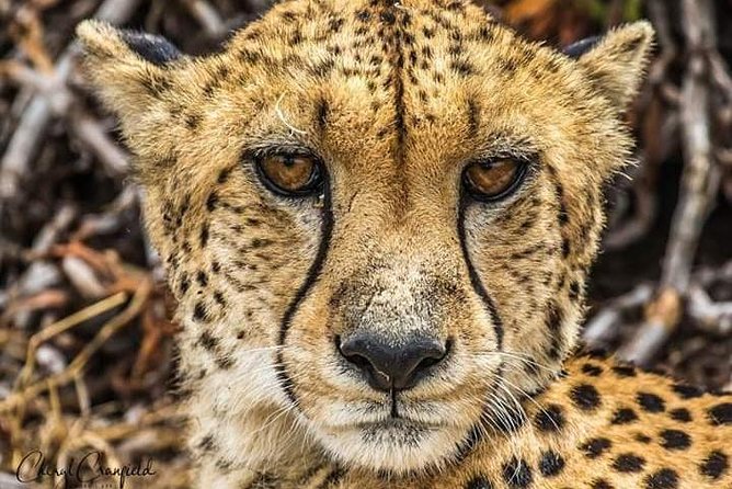 Nairobi national park half day tour - A real safari only 6 miles from Nairobi