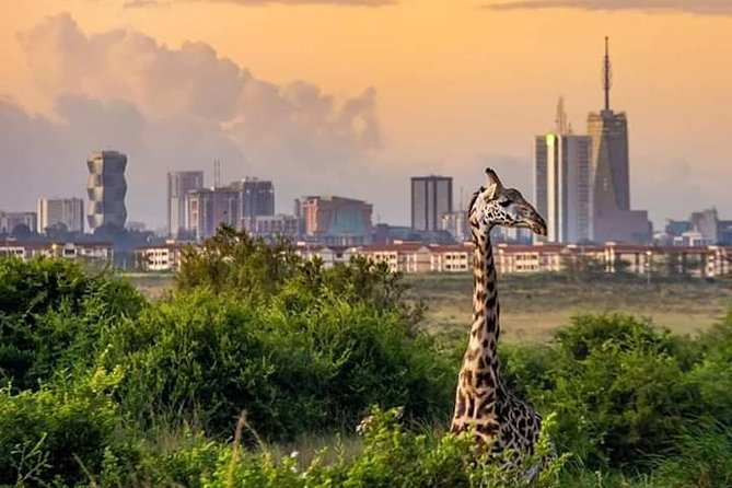 Nairobi national park half day tour - Hippo Point and the Mbagathi River
