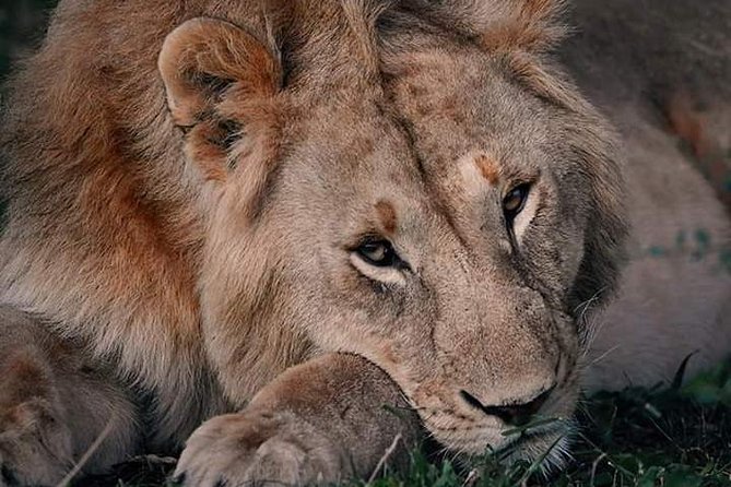 Nairobi national park half day tour - How the morning unfolds
