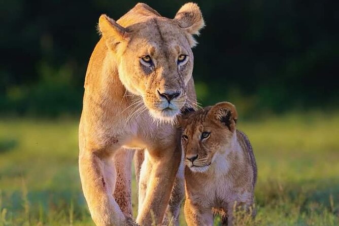 Nairobi national park half day tour - The $70 price and what it covers