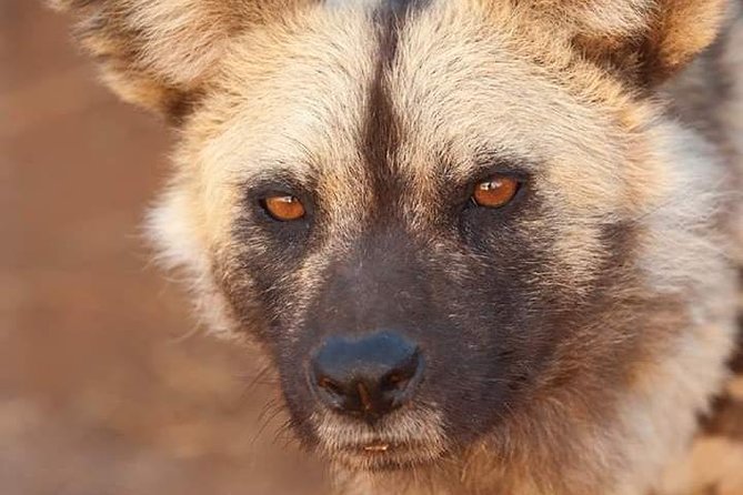 Nairobi national park half day tour - Weather, timing, and practical comfort