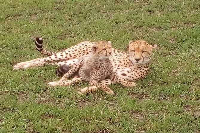 Nairobi National Park Half-Day Tour; Free Wi-Fi connection - The Maasai Market Collections Karen stop