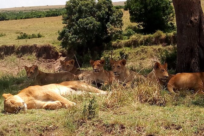 Nairobi National Park Half-Day Tour; Free Wi-Fi connection - Price, park fees, and real value