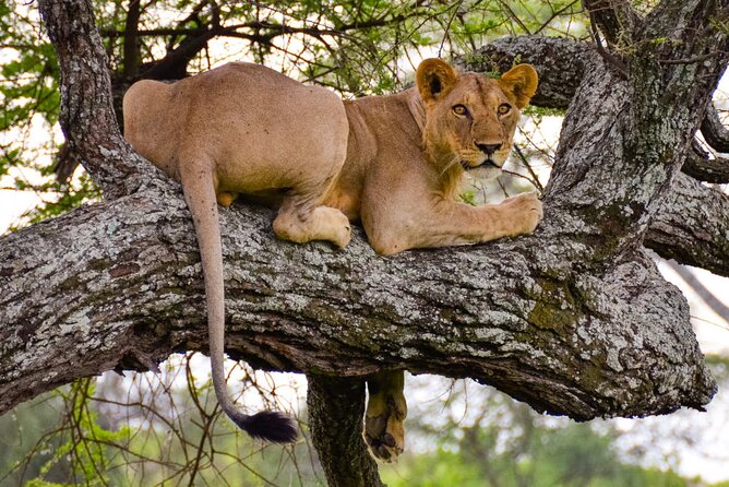 Nairobi National Park half-Day Tour; Free wifi Connection - Pickup from your hotel, apartment, or airport