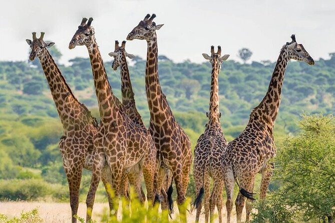 Nairobi National Park half-Day Tour; Free wifi Connection - Why the city skyline changes the experience