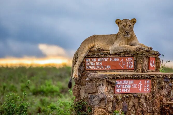 Nairobi National Park half-Day Tour; Free wifi Connection - Morning or afternoon: choosing your four hours