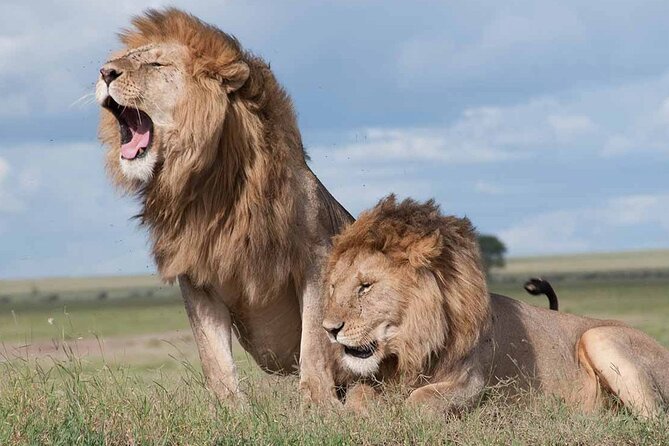 Nairobi National Park half-Day Tour; Free wifi Connection - Guides, vehicle comfort, and the small extras