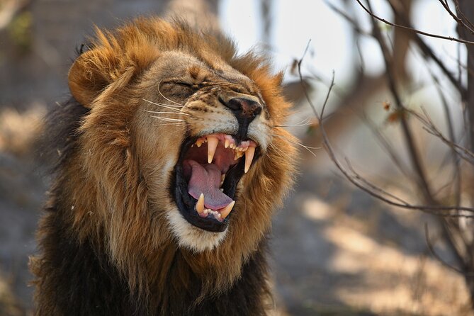 Nairobi National Park half-Day Tour; Free wifi Connection - Is $41 good value when admission costs $43?