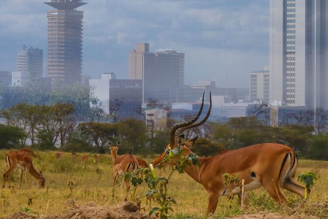 Nairobi National Park half-Day Tour; Free wifi Connection - Who should book this short Nairobi safari?